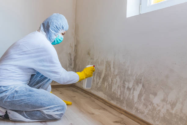 Licensed Black Mold Removal service in Newton Upper Falls, MA - WQB Mold Removal