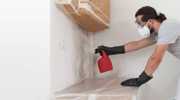Professional Black Mold Removal technician working in Newton Upper Falls, MA