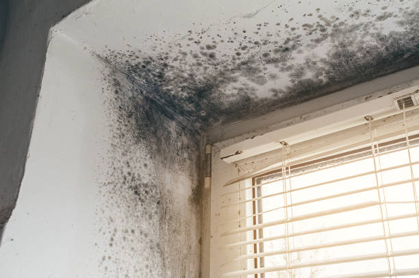 Affordable Black Mold Removal solutions in Newton Upper Falls, MA